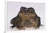 Black-Spined Toad-DLILLC-Framed Photographic Print