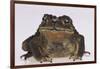 Black-Spined Toad-DLILLC-Framed Photographic Print