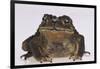 Black-Spined Toad-DLILLC-Framed Photographic Print