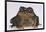 Black-Spined Toad-DLILLC-Framed Photographic Print