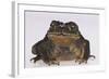 Black-Spined Toad-DLILLC-Framed Photographic Print