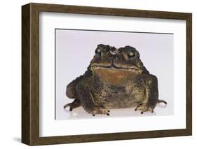 Black-Spined Toad-DLILLC-Framed Photographic Print