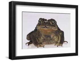 Black-Spined Toad-DLILLC-Framed Photographic Print