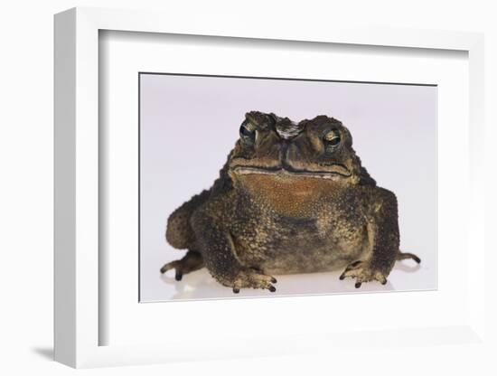 Black-Spined Toad-DLILLC-Framed Photographic Print