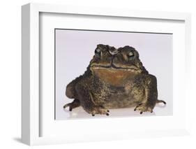 Black-Spined Toad-DLILLC-Framed Photographic Print