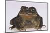 Black-Spined Toad-DLILLC-Mounted Photographic Print