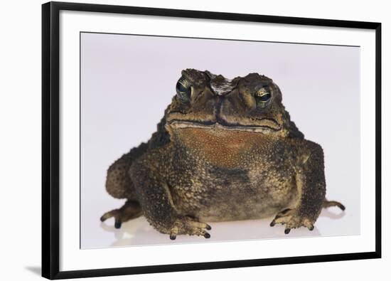 Black-Spined Toad-DLILLC-Framed Photographic Print