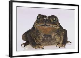 Black-Spined Toad-DLILLC-Framed Photographic Print