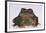 Black-Spined Toad-DLILLC-Framed Photographic Print