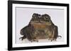 Black-Spined Toad-DLILLC-Framed Photographic Print