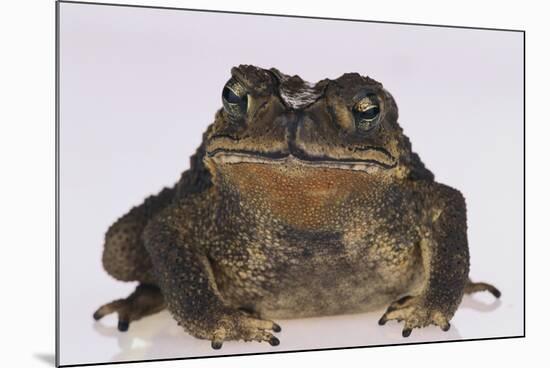 Black-Spined Toad-DLILLC-Mounted Photographic Print