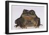 Black-Spined Toad-DLILLC-Framed Photographic Print