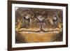 Black-Spined Toad-DLILLC-Framed Photographic Print