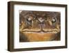 Black-Spined Toad-DLILLC-Framed Photographic Print