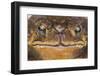 Black-Spined Toad-DLILLC-Framed Photographic Print