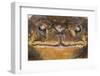 Black-Spined Toad-DLILLC-Framed Photographic Print