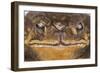 Black-Spined Toad-DLILLC-Framed Photographic Print