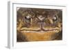 Black-Spined Toad-DLILLC-Framed Photographic Print