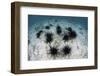 Black Spiny Urchins Graze on Algae on the Seafloor in Indonesia-Stocktrek Images-Framed Premium Photographic Print