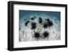 Black Spiny Urchins Graze on Algae on the Seafloor in Indonesia-Stocktrek Images-Framed Premium Photographic Print