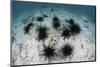 Black Spiny Urchins Graze on Algae on the Seafloor in Indonesia-Stocktrek Images-Mounted Premium Photographic Print