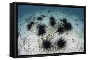 Black Spiny Urchins Graze on Algae on the Seafloor in Indonesia-Stocktrek Images-Framed Stretched Canvas