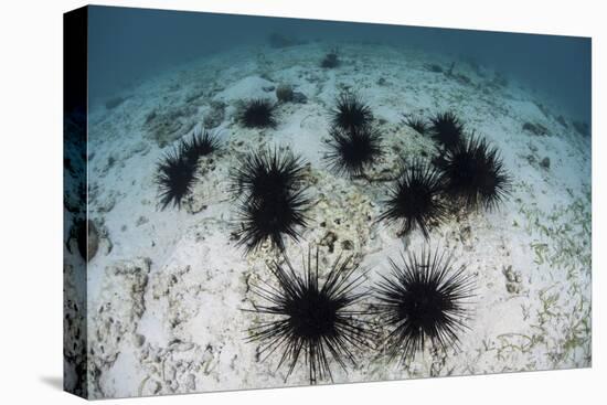 Black Spiny Urchins Graze on Algae on the Seafloor in Indonesia-Stocktrek Images-Stretched Canvas