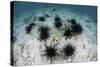 Black Spiny Urchins Graze on Algae on the Seafloor in Indonesia-Stocktrek Images-Stretched Canvas