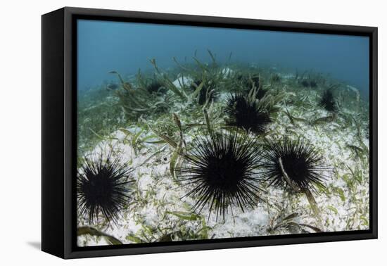 Black Spiny Urchins Graze on Algae on the Seafloor in Indonesia-Stocktrek Images-Framed Stretched Canvas