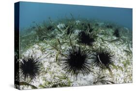 Black Spiny Urchins Graze on Algae on the Seafloor in Indonesia-Stocktrek Images-Stretched Canvas