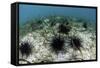 Black Spiny Urchins Graze on Algae on the Seafloor in Indonesia-Stocktrek Images-Framed Stretched Canvas