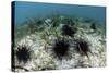 Black Spiny Urchins Graze on Algae on the Seafloor in Indonesia-Stocktrek Images-Stretched Canvas