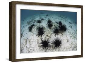 Black Spiny Urchins Graze on Algae on the Seafloor in Indonesia-Stocktrek Images-Framed Photographic Print