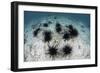 Black Spiny Urchins Graze on Algae on the Seafloor in Indonesia-Stocktrek Images-Framed Photographic Print