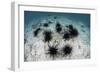 Black Spiny Urchins Graze on Algae on the Seafloor in Indonesia-Stocktrek Images-Framed Photographic Print