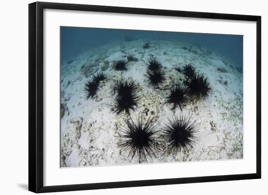 Black Spiny Urchins Graze on Algae on the Seafloor in Indonesia-Stocktrek Images-Framed Photographic Print