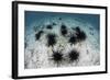 Black Spiny Urchins Graze on Algae on the Seafloor in Indonesia-Stocktrek Images-Framed Photographic Print