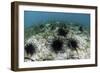 Black Spiny Urchins Graze on Algae on the Seafloor in Indonesia-Stocktrek Images-Framed Photographic Print