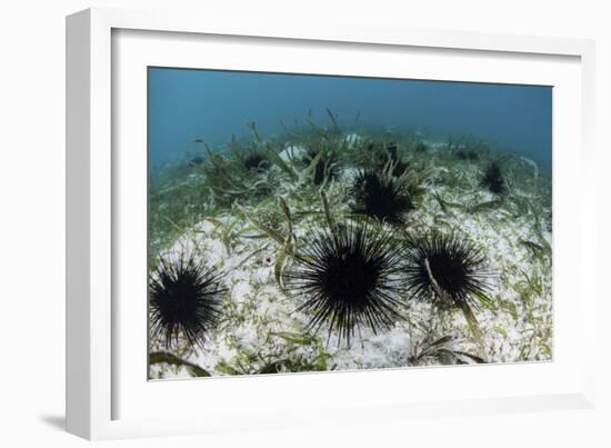 Black Spiny Urchins Graze on Algae on the Seafloor in Indonesia-Stocktrek Images-Framed Photographic Print