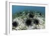 Black Spiny Urchins Graze on Algae on the Seafloor in Indonesia-Stocktrek Images-Framed Photographic Print