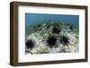 Black Spiny Urchins Graze on Algae on the Seafloor in Indonesia-Stocktrek Images-Framed Photographic Print