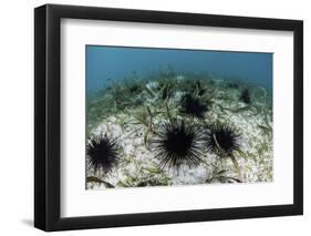 Black Spiny Urchins Graze on Algae on the Seafloor in Indonesia-Stocktrek Images-Framed Photographic Print