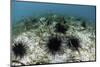 Black Spiny Urchins Graze on Algae on the Seafloor in Indonesia-Stocktrek Images-Mounted Photographic Print