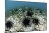 Black Spiny Urchins Graze on Algae on the Seafloor in Indonesia-Stocktrek Images-Mounted Photographic Print