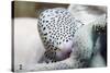 Black-Spotted Egg Cowrie-Hal Beral-Stretched Canvas