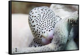 Black-Spotted Egg Cowrie-Hal Beral-Framed Stretched Canvas