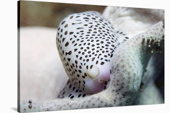 Black-Spotted Egg Cowrie-Hal Beral-Stretched Canvas