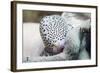 Black-Spotted Egg Cowrie-Hal Beral-Framed Photographic Print