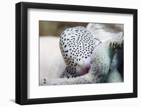 Black-Spotted Egg Cowrie-Hal Beral-Framed Photographic Print