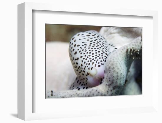 Black-Spotted Egg Cowrie-Hal Beral-Framed Photographic Print